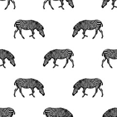 Seamless pattern of hand drawn sketch style zebra. Vector illustration isolated on white background.