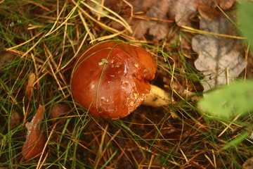 Wild mushroom in the grass