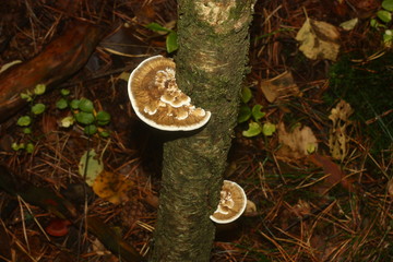 Mushrooms an old tree in the forest