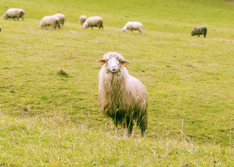 Fototapeta premium Sheep, makeup, fashion, wool, coat