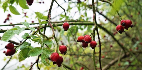 Rose hip