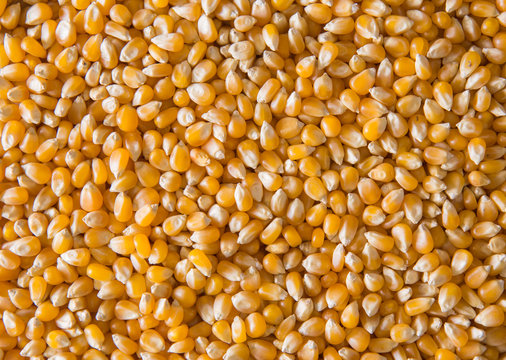 Corn,maize.
