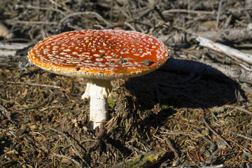 Fly agaric in a forest