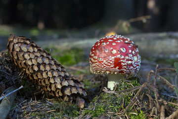 Fly agaric in a forest