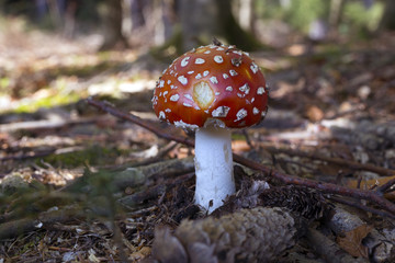 Fly amanita in a forest