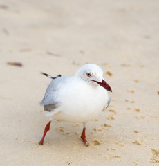 Seagulls On Beach
