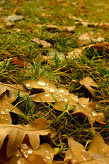Water drops on autumn leaves for autumnal background.