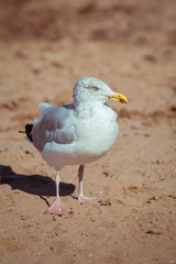 Adult Herring Seagull on Beach Searching for Food