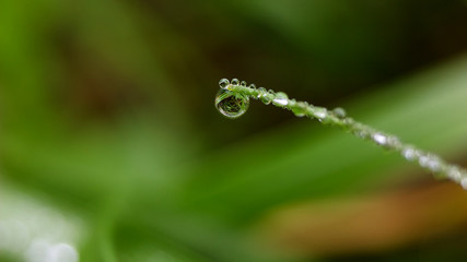 Water drops on green grass.