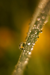Water drops on green grass.
