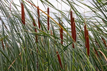 высокий и длинный камыш на берегу водоёма