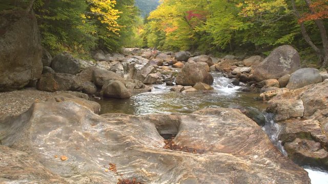 CLOSE UP: Clear brook river flowing between stones, splashing and foaming over rocks forming small bubbly cascades in lush dense autumn forest. Gorgeous bright red and yellow color fall foliage woods
