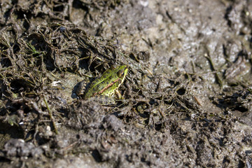 Green  frog  or common water Frog sitting in its habitat in mud near river or lake