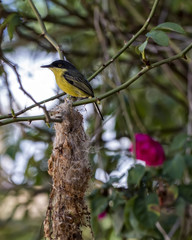 Yellow and black bird on nest with bush and roses blurred in background