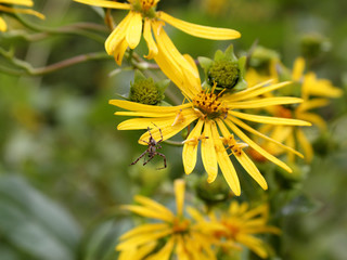 Yellow flowers and a spider in a field