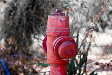 Fire hydrants on a forest