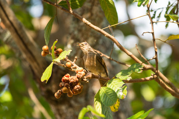 Bird on tree branch
