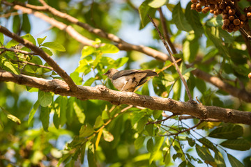 Bird on tree branch