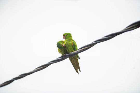 Couple of maritacas on the cable