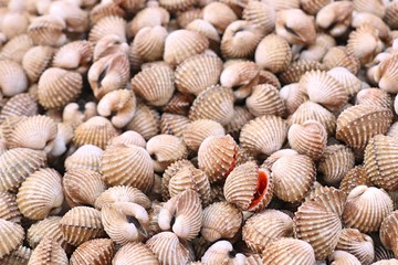 Cockles