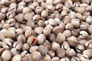 Cockles