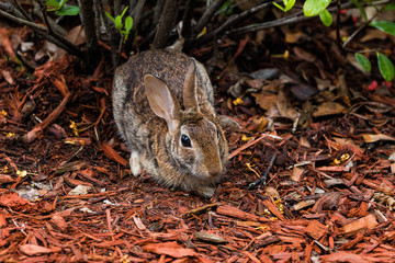 Beautiful bunny in the woods