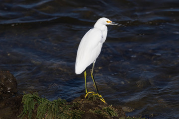 Great Egret at shore line