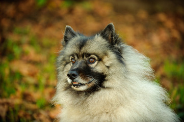 Keeshond dog outdoor portrait in nature