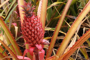 Red Pineapple