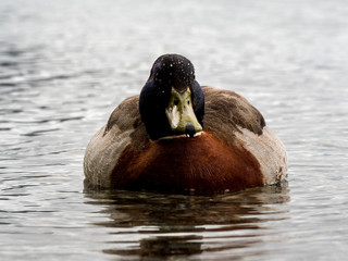 Duck on lake in New Zealand