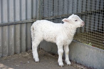 lamb