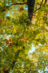 Beautiful autumn forest with yellow and red trees at sunset