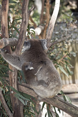 koala and her joey