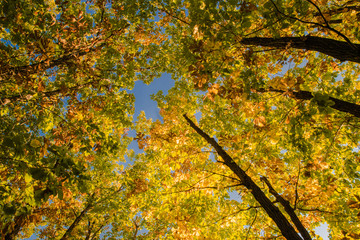 Beautiful autumn forest with yellow and red trees at sunset