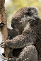 koala and her joey