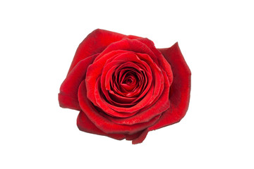 Closeup on a red sweethart rose isolated on white background. Top view.