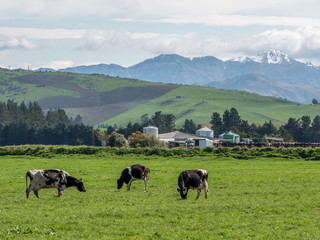 Fototapeta na wymiar Dairy farm in New Zealand with snow clad mountains