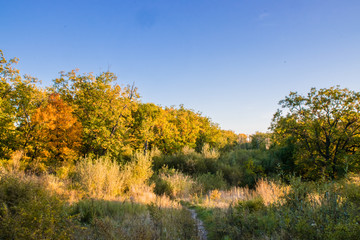 Fototapeta premium Beautiful autumn forest with yellow and red trees at sunset