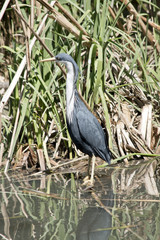 Fototapeta premium pied heron