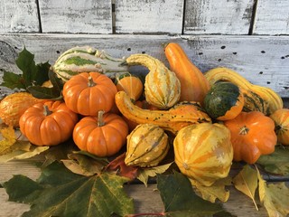 Group of pumpkins and squash on fall leaves 