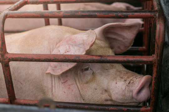 Pigs suffer in cages on the way to the slaughterhouse. Terribly sad eyes of the pig. Another proof of human cruelty.