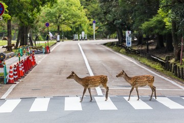Fototapeta premium 奈良の鹿