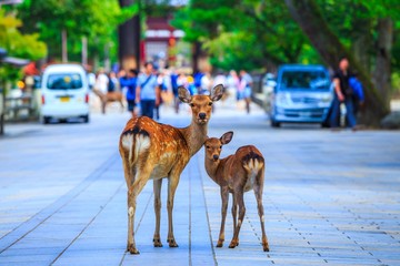 Obraz premium Jeleń Nara