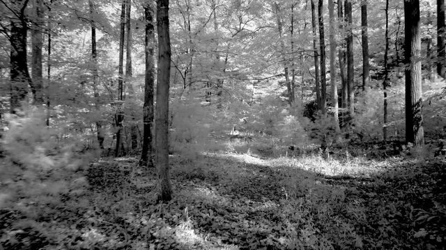 Infrared steadicam moving through a black & white forest.