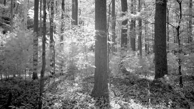 Magical black and white steadicam moving through a backlit forest.