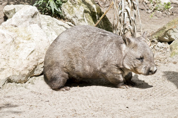 hairy nosed wombat