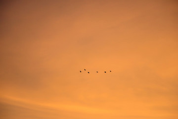 Sunset sky or evening sky with birds fly back to the nest. Nature background.