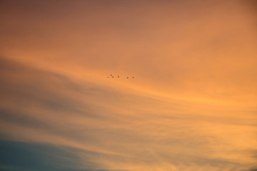 Sunset sky or evening sky with birds fly back to the nest. Nature background.