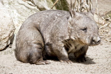 hairy nosed wombat