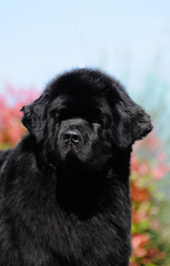 Purebred newfoundland dog